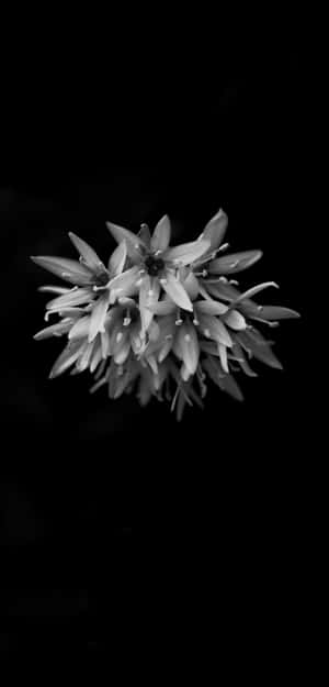 Monochrome_ Blooms_ Against_ Black_ Background.jpg Wallpaper