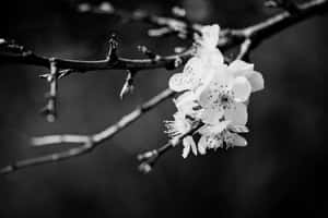 Monochrome_ Blossom_ Branch Wallpaper