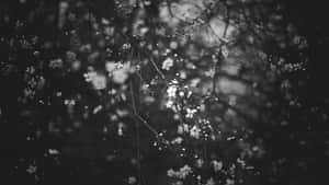 Monochrome Blossomsin Shadow Wallpaper