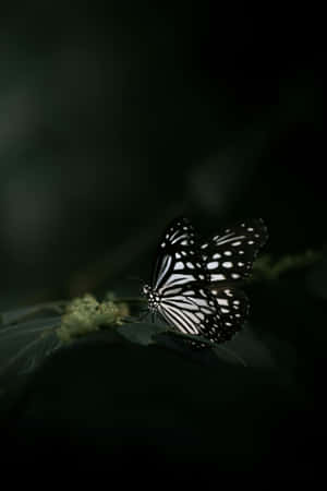 Monochrome Butterflyon Leaf Wallpaper