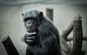 Monochrome Chimpanzee Wallpaper