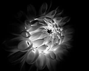 Monochrome Dahlia Flower Glow Wallpaper