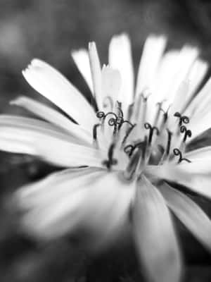 Monochrome Daisy Closeup Wallpaper