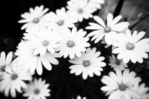 Monochrome Daisy Cluster Wallpaper