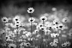 Monochrome Daisy Field Wallpaper