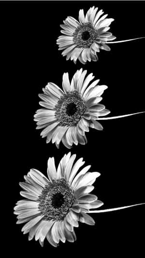 Monochrome Daisy Trio Wallpaper