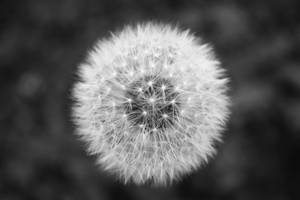 Monochrome Dandelion Mac 4k Wallpaper