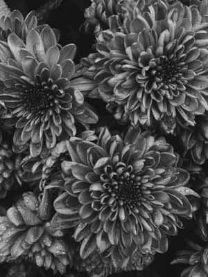 Monochrome Dew Kissed Flowers Wallpaper