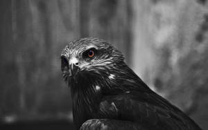 Monochrome Eagle Photography Wallpaper