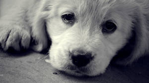 Monochrome Golden Retriever Puppy Wallpaper