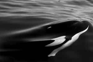 Monochrome_ Orca_ Swimming_in_ Dark_ Waters.jpg Wallpaper