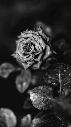 Monochrome_ Rose_ Amidst_ Leaves.jpg Wallpaper