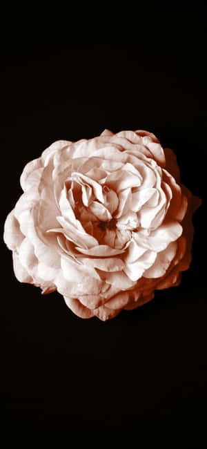 Monochrome_ Rose_ Artistry Wallpaper