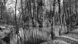 Monochrome Silhouette Of A Majestic Tree Wallpaper