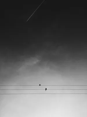Monochrome_ Skyline_ Birds_and_ Plane_ Trail Wallpaper