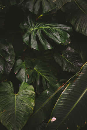 Monstera And Elephant Ear Plant Phone Wallpaper