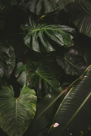 Monstera And Elephant Ear Plant Phone Wallpaper