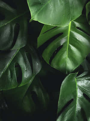 Monstera Delicosa Green Leaves Texture Wallpaper