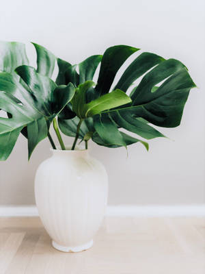 Monstera In A White Vase Wallpaper