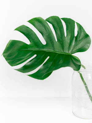 Monstera Leaf Clear Glass Wallpaper