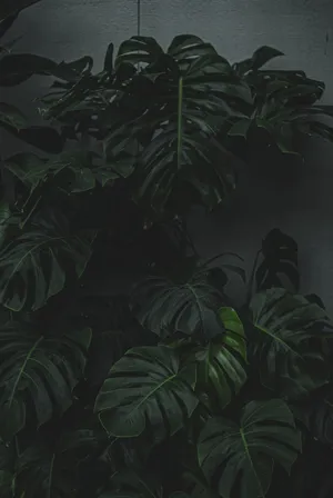 Monstera Leaves In Moody Tone Wallpaper
