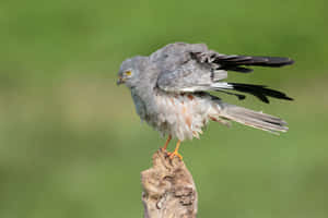 Montagus Harrier Ruffling Feathers Wallpaper