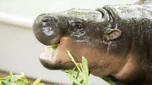 Moo Deng Recipe Inspiration Wallpaper