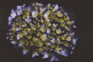 Moody Blue Hydrangea Dark Background.jpg Wallpaper