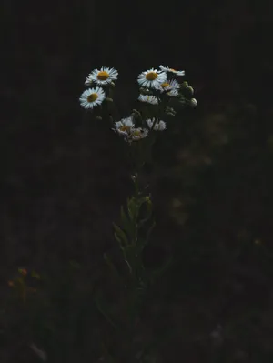 Moody Daisies Phone Wallpaper
