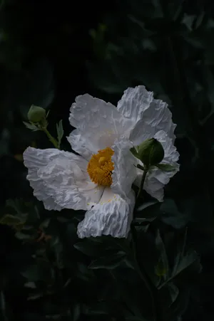 Moody Dry California Tree Poppy Wallpaper