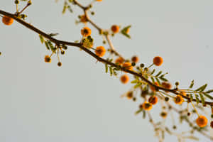 Moody_ Floral_ Acacia_ Blooms Wallpaper