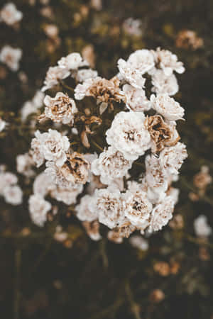 Moody Floral Bloom Decay.jpg Wallpaper