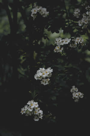 Moody_ Floral_ Blooms_ Dark_ Background.jpg Wallpaper