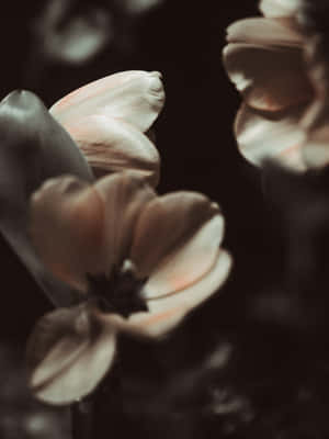 Moody_ Floral_ Closeup.jpg Wallpaper