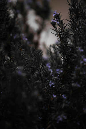 Moody_ Floral_ Closeup.jpg Wallpaper