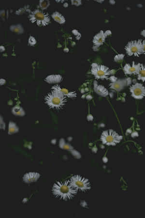 Moody Floral Dark Backdrop Wallpaper