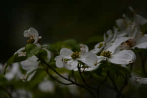 Moody Floral Dogwood Blooms Wallpaper