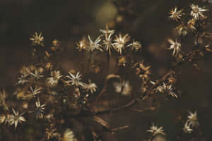 Moody Floral Dried Seed Heads Wallpaper