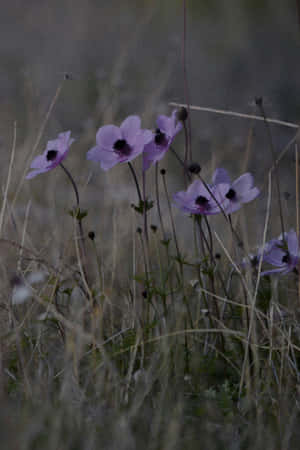 Moody Floral Dusk Scene Wallpaper