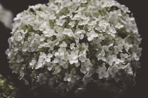 Moody Floral Hydrangea Gloom Wallpaper