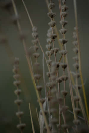 Moody Floral Stalks_ Dark Nature Backdrop.jpg Wallpaper