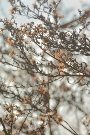 Moody Floral Twilight.jpg Wallpaper