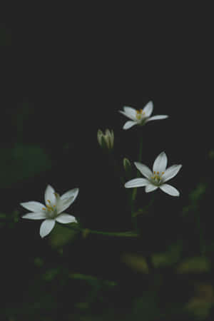 Moody Floral White Blossoms Dark Background.jpg Wallpaper