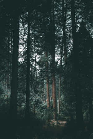 Moody Forest Aesthetic.jpg Wallpaper