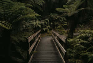 Moody Forest Bridge.jpg Wallpaper