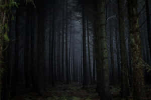 Moody_ Forest_ Mist.jpg Wallpaper