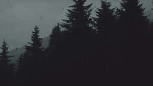 Moody_ Forest_ Rainfall.jpg Wallpaper