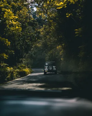 Moody Forest Road Wallpaper