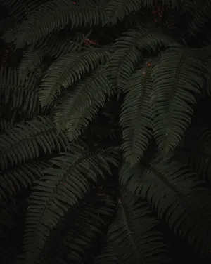Moody Green Fern Wallpaper