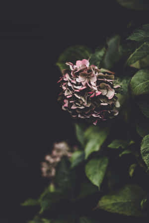 Moody Hydrangeain Darkness Wallpaper